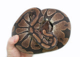 Load image into Gallery viewer, Adult Female Het Cryptic Ball Python