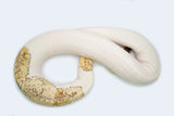 Load image into Gallery viewer, Female Super Pastel Piebald Ball Python