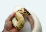 Load image into Gallery viewer, Female Super Pastel Piebald Ball Python