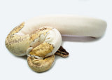 Load image into Gallery viewer, Female Super Pastel Piebald Ball Python