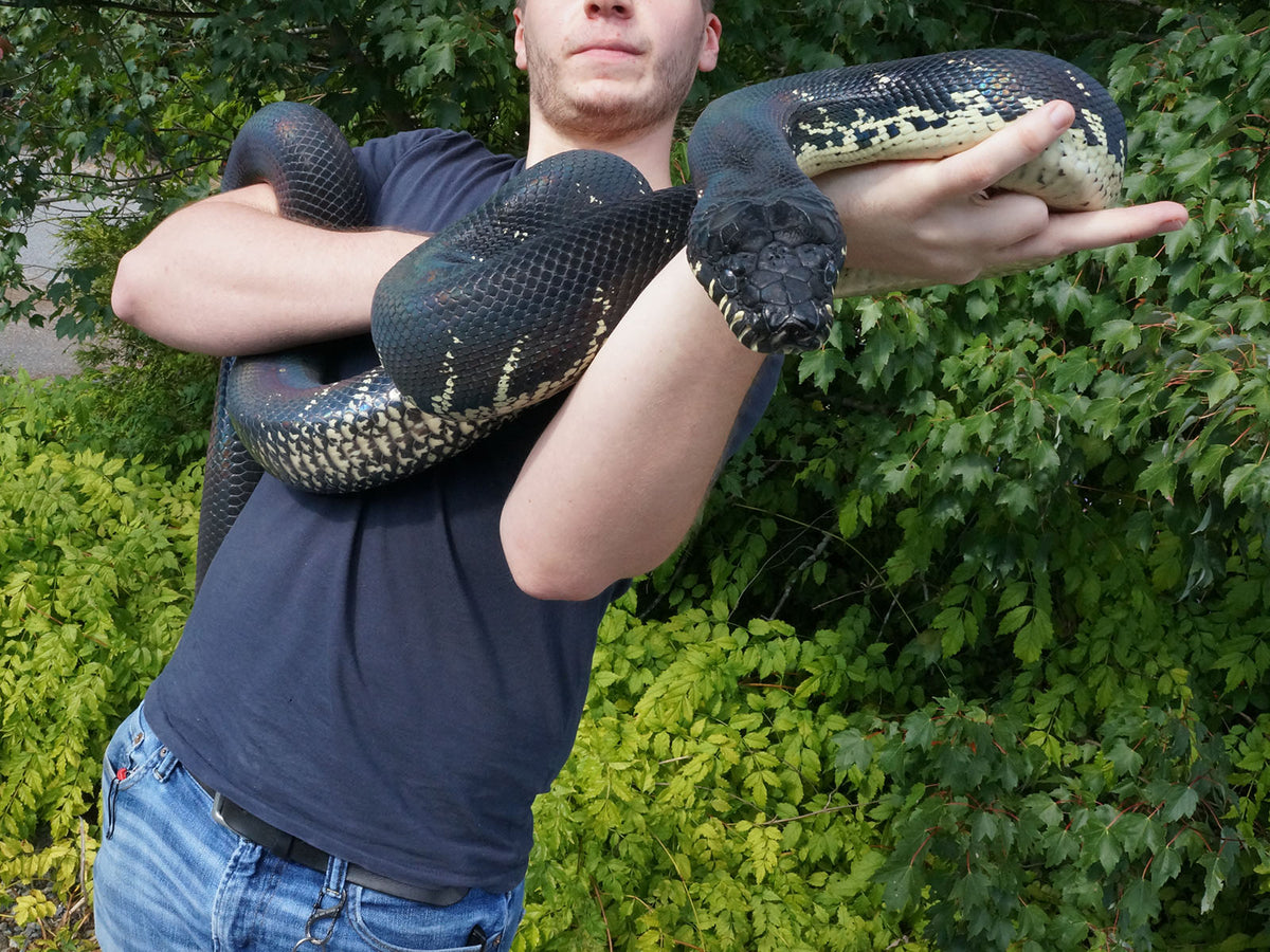 2023 Male Captive Bred Boelen's Pythons – New England Reptile - NERD