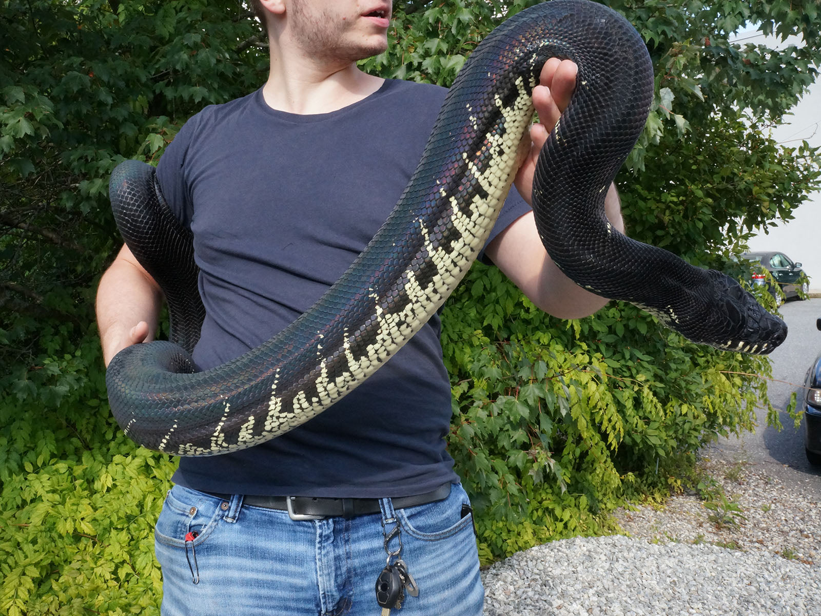 2023 Male Captive Bred Boelen's Pythons – New England Reptile - NERD