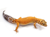 Load image into Gallery viewer, Adult Female Tangerine Leopard Gecko. 