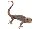 Load image into Gallery viewer, Adult Male &quot;Candy&quot; Tokay Gecko.