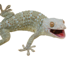 Load image into Gallery viewer, Adult Male Charcoal Olive Granite Tokay Gecko.
