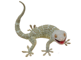 Load image into Gallery viewer, Adult Male Charcoal Olive Granite Tokay Gecko.