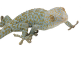 Load image into Gallery viewer, Adult Male Hypo &quot;Psychedelic&quot; Tokay Gecko.