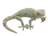 Load image into Gallery viewer, Adult Male Hypo &quot;Psychedelic&quot; Tokay Gecko.