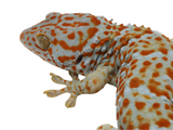 Load image into Gallery viewer, Adult Male &quot;Hypo&quot; Tokay Gecko. 