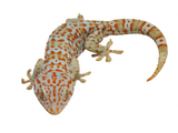 Load image into Gallery viewer, Adult Male &quot;Hypo&quot; Tokay Gecko. 