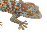 Load image into Gallery viewer, Adult Male Paradox Today Gecko.
