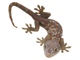 Load image into Gallery viewer, Adult Male Paradox Tokay Gecko.