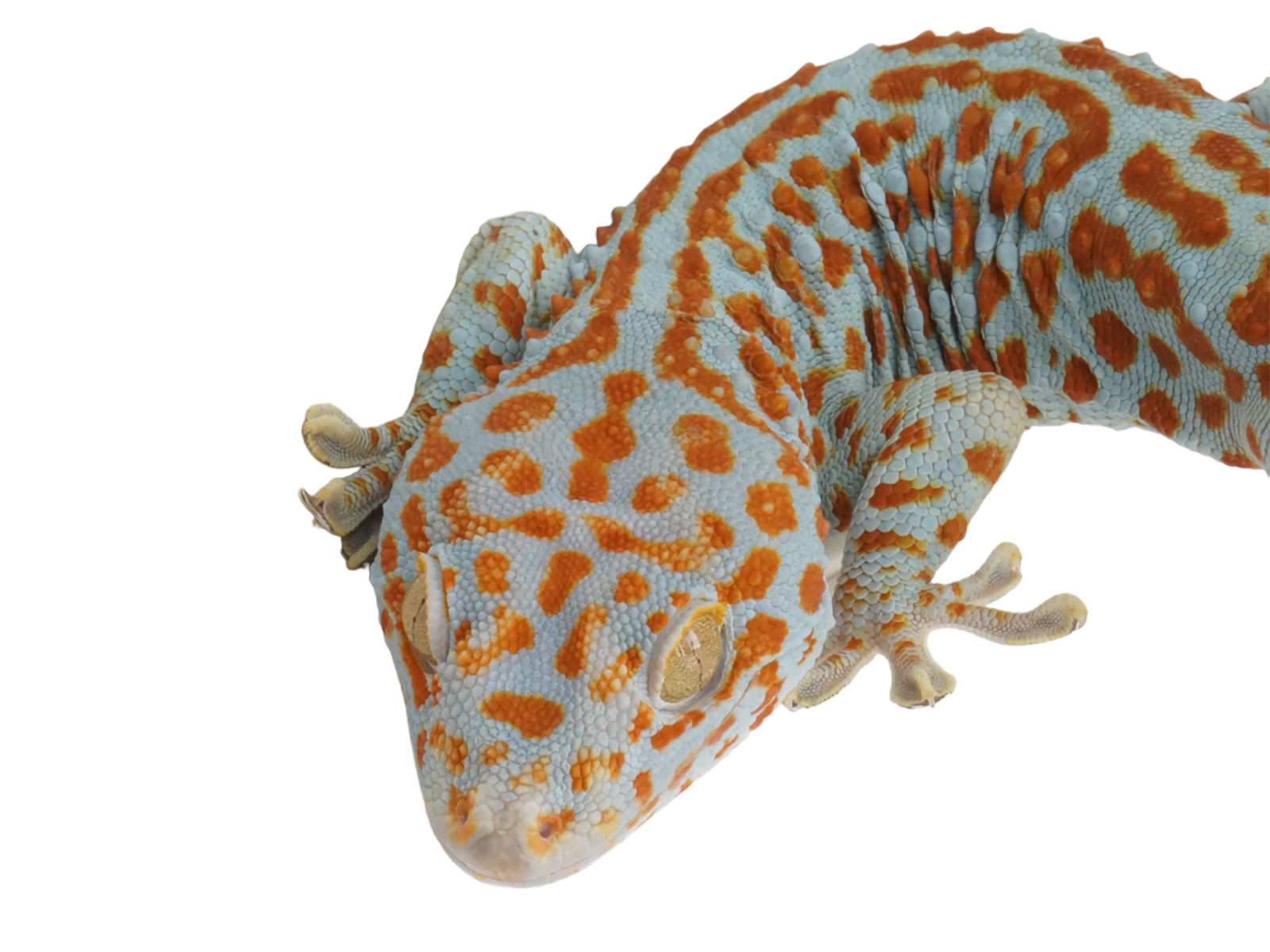 Tokay Gecko Color Tokay Geckos Adult Size