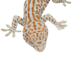 Load image into Gallery viewer, Adult Male Red Stripe Tokay Gecko. 