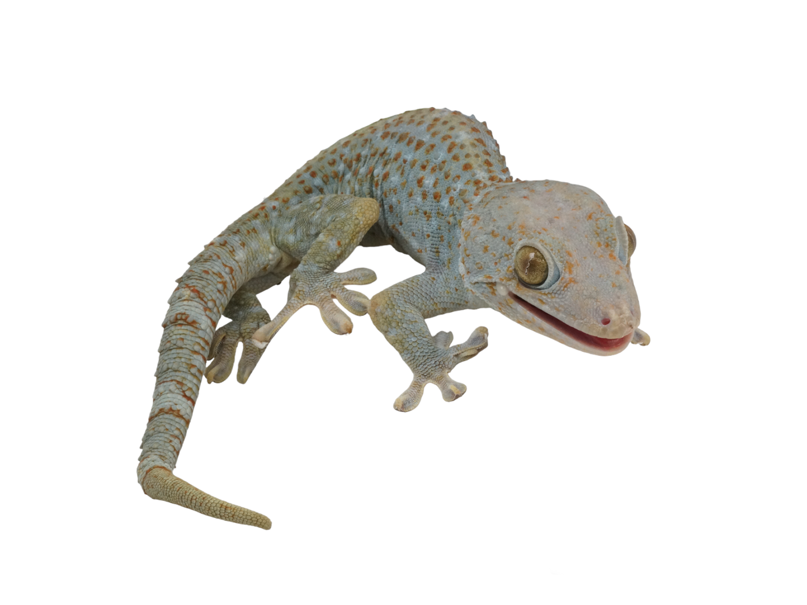 Tokolizard Tokay Gecko