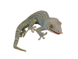 Load image into Gallery viewer, Adult Male &quot;Weird&quot; Candy Spot Tokay Gecko.