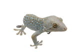 Load image into Gallery viewer, Adult Male &quot;Weird&quot; Candy Spot Tokay Gecko.