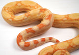 Load image into Gallery viewer, SALE! 21&#39; (Updated) Male Lipstick Kahl Albino IMG Jungle Boa Constrictor.
