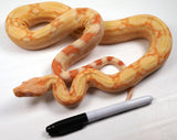 Load image into Gallery viewer, SALE! 21&#39; (Updated) Male Lipstick Kahl Albino IMG Jungle Boa Constrictor.