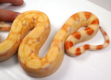 Load image into Gallery viewer, SALE! 2021 (Updated) Male Lipstick Albino Jungle IMG Boa Constrictor.