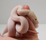 Load image into Gallery viewer, 2024 Male Purple Albino Motley Marble Cow Reticulated Python