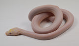 Load image into Gallery viewer, 2024 Male Purple Albino Motley Marble Cow Reticulated Python