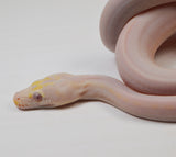 Load image into Gallery viewer, 2024 Male Purple Albino Motley Marble Cow Reticulated Python