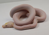 Load image into Gallery viewer, 2024 Male Purple Albino Motley Marble Cow Reticulated Python