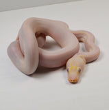 Load image into Gallery viewer, 2024 Male Purple Albino Motley Marble Cow Reticulated Python