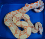 Load image into Gallery viewer, 2020 Female Sunglow Roswell Possible Het Leopard Boa Constrictor.