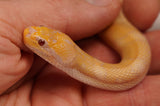 Load image into Gallery viewer, SALE! CBB Albino Young Adult Male Puff Faced Water Snake - Rare