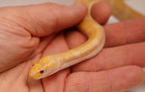 Load image into Gallery viewer, SALE! CBB Albino Young Adult Male Puff Faced Water Snake - Rare