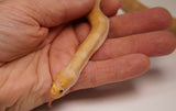 Load image into Gallery viewer, SALE! CBB Albino Young Adult Male Puff Faced Water Snake - Rare
