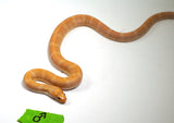Load image into Gallery viewer, SALE! Male CBB Albino Puff Faced Water Snake - RARE!