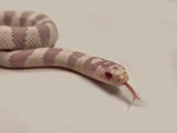 Load image into Gallery viewer, 2023 Female Albino Banded California King Snake