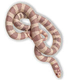 Load image into Gallery viewer, 2023 Female Albino Banded California King Snake