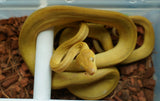 Load image into Gallery viewer, Male Yellow Patternless Amazong Tree Boa- Established Import