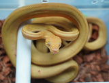 Load image into Gallery viewer, Male Yellow Patternless Amazong Tree Boa- Established Import