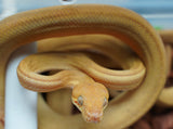 Load image into Gallery viewer, Male Yellow Patternless Amazong Tree Boa- Established Import