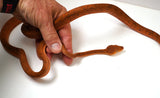 Load image into Gallery viewer, CBB Male Breeder Amazon Tree Boa - Very Pretty Orange!