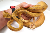 Load image into Gallery viewer, Male Breeder Amazon Tree Boa - Yellow