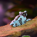 Load image into Gallery viewer, Captive Bred Juvenile Amazon Milk Frogs - Representative Photos