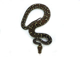 Load image into Gallery viewer, Angolan Python