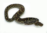 Load image into Gallery viewer, Angolan Python