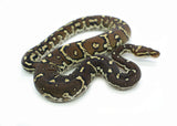 Load image into Gallery viewer, Angolan Python