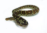 Load image into Gallery viewer, Angolan Python