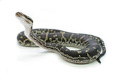 Load image into Gallery viewer, Angolan Python