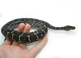Load image into Gallery viewer, Angolan Python