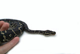 Load image into Gallery viewer, Angolan Python