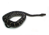 Load image into Gallery viewer, Angolan Python